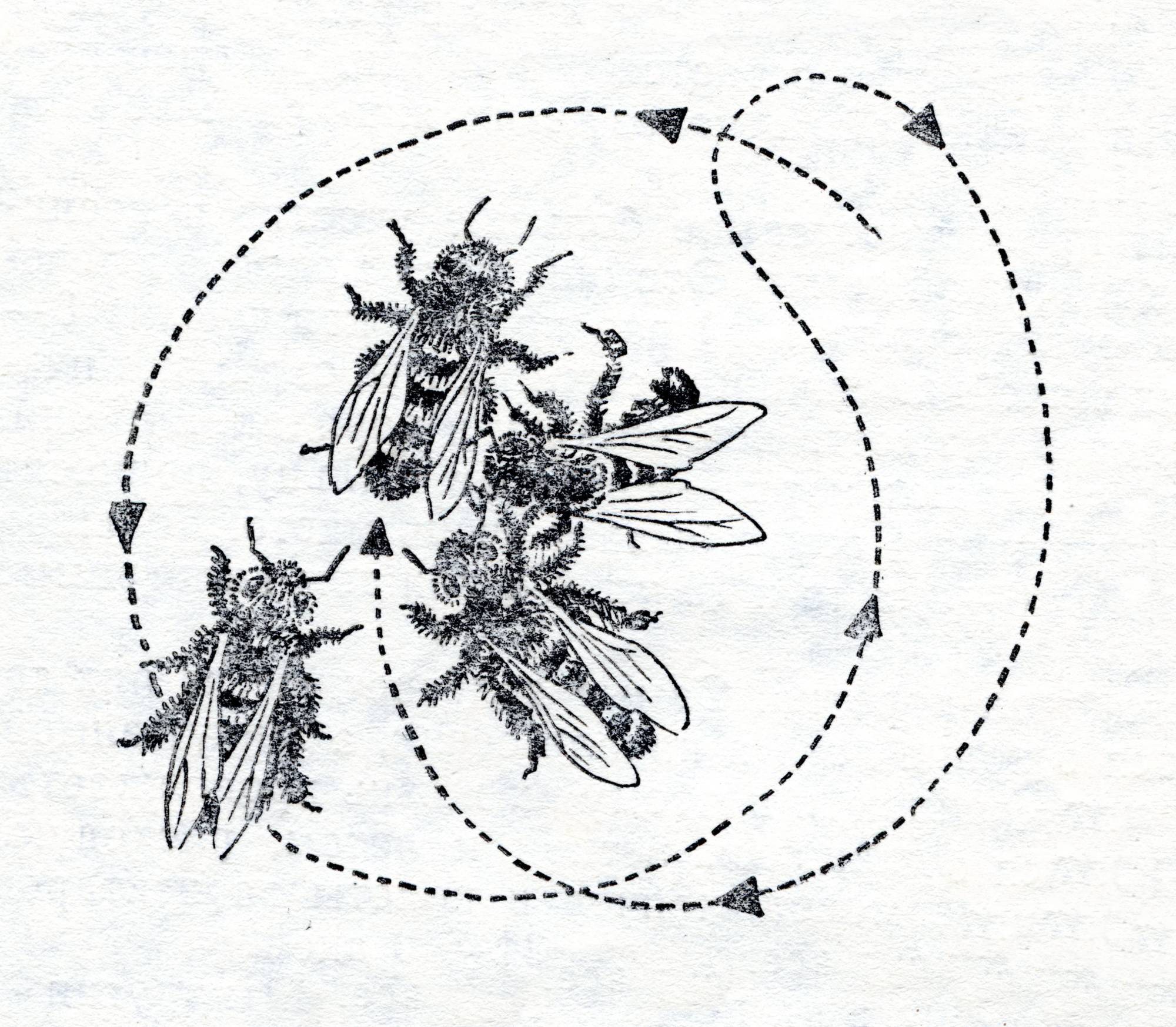 Bees with looping flight paths