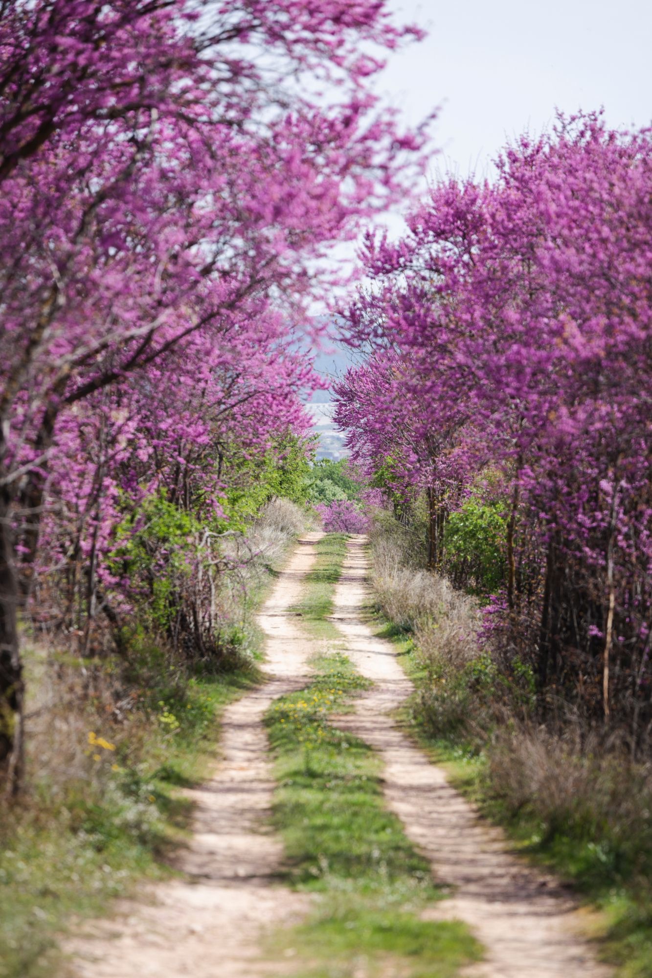 A redbud-lined dirt road